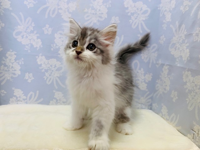 美形さん☆元気いっぱいなサイベリアンくん♪ サイベリアン