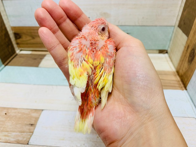アキクサインコ（秋草インコ）