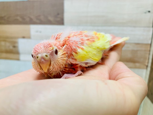 アキクサインコ（秋草インコ）