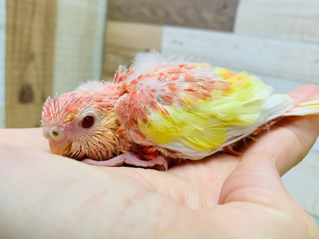アキクサインコ（秋草インコ）