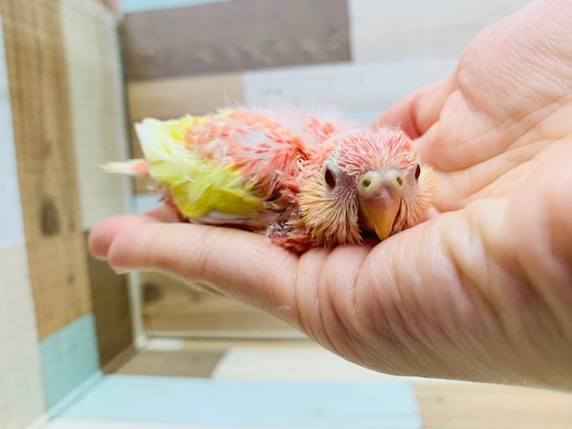 アキクサインコ（秋草インコ）