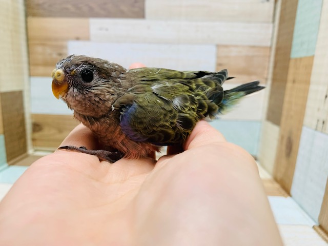 アキクサインコ（秋草インコ）