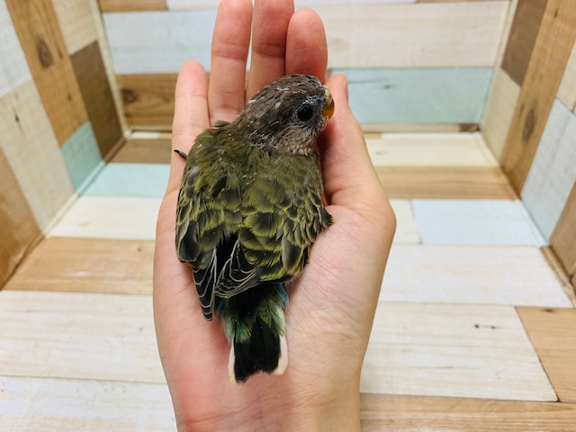 アキクサインコ（秋草インコ）