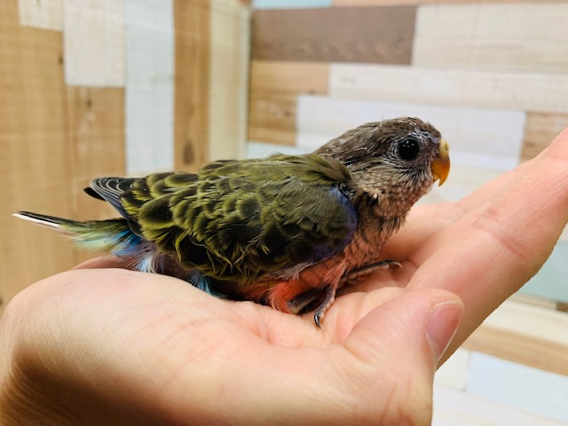 アキクサインコ（秋草インコ）