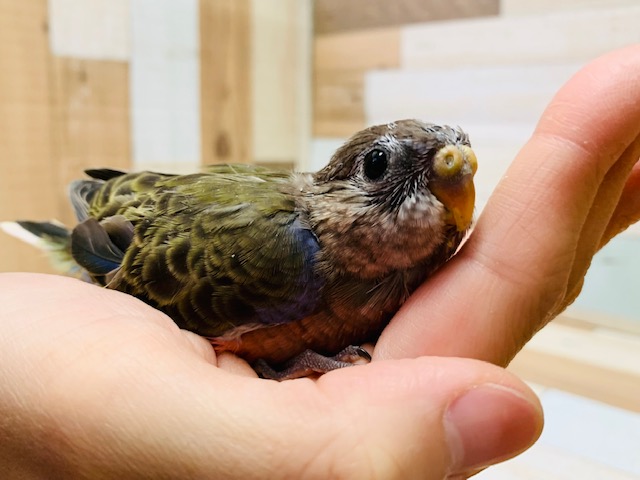 アキクサインコ（秋草インコ）