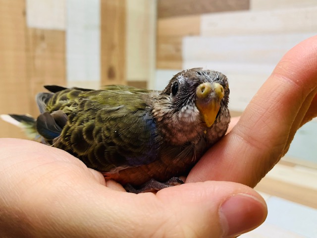 アキクサインコ（秋草インコ）