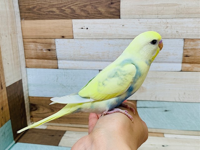 セキセイインコ