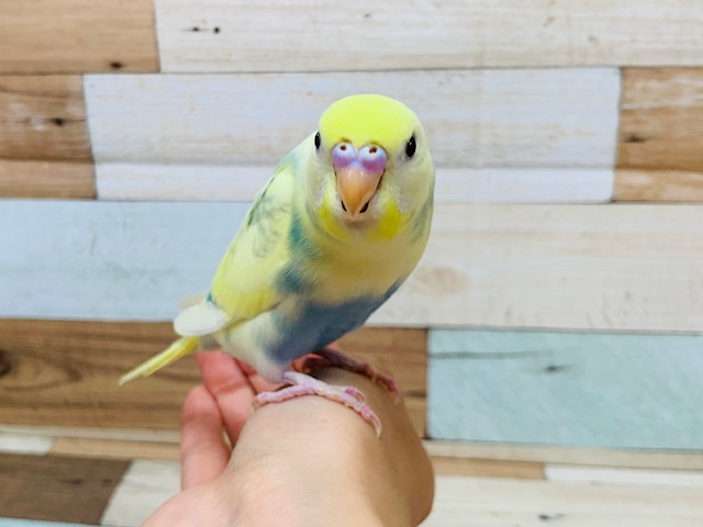 セキセイインコ