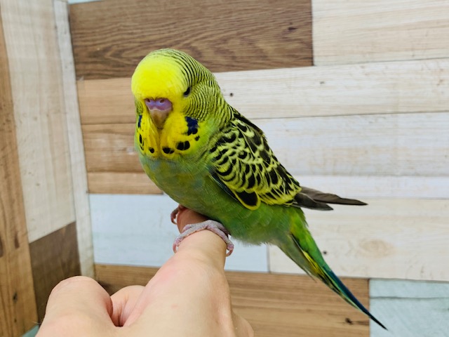ジャンボセキセイインコ