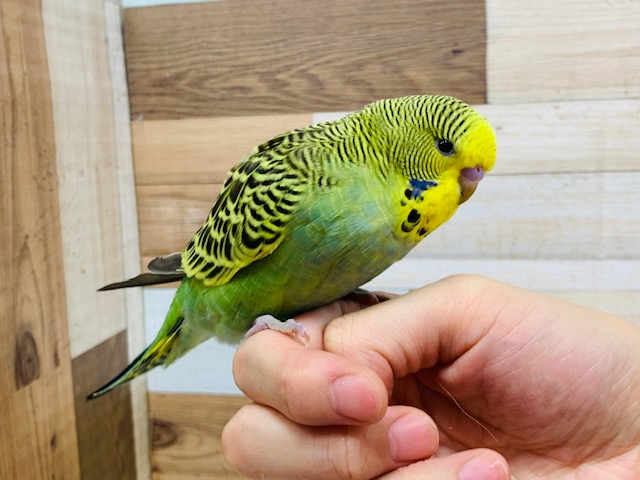 ジャンボセキセイインコ