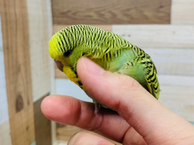 ジャンボセキセイインコ
