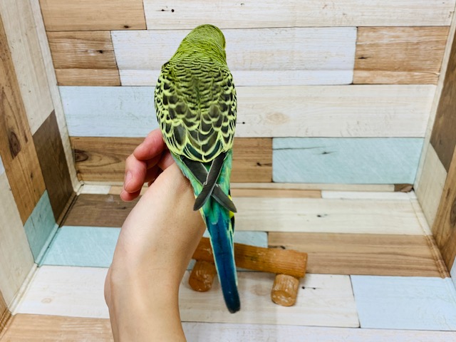 ジャンボセキセイインコ