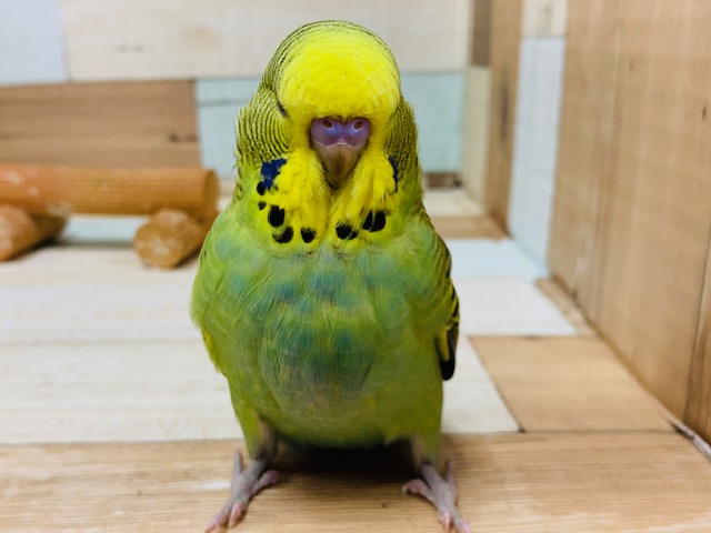 ジャンボセキセイインコ