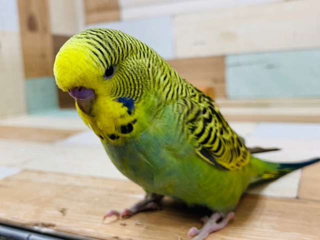 ジャンボセキセイインコ