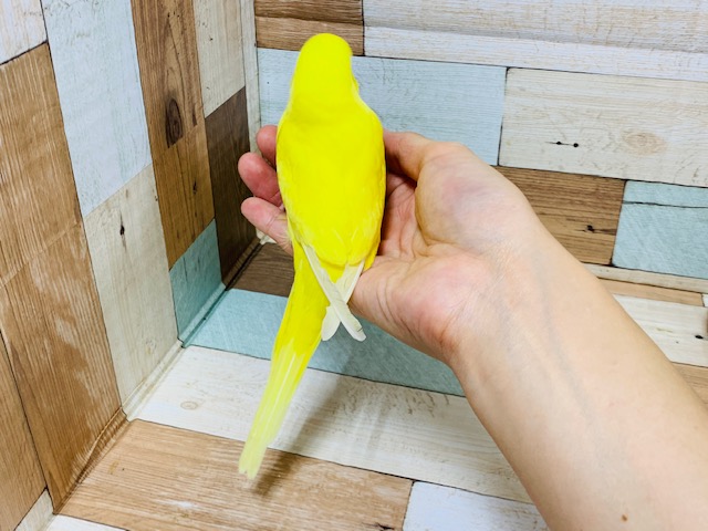 ジャンボセキセイインコ