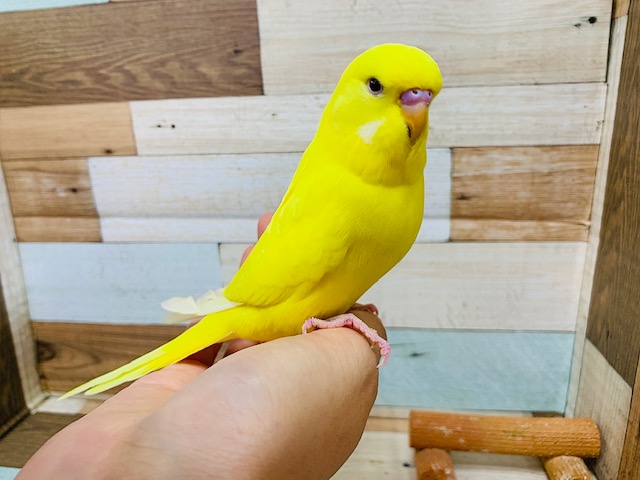 ジャンボセキセイインコ