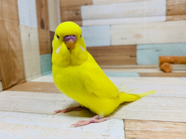 ジャンボセキセイインコ