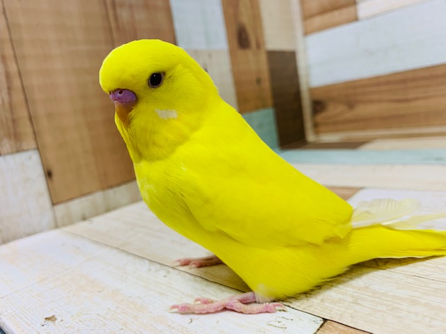 ジャンボセキセイインコ