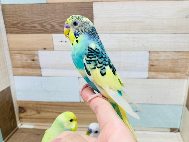 セキセイインコ