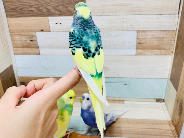 セキセイインコ