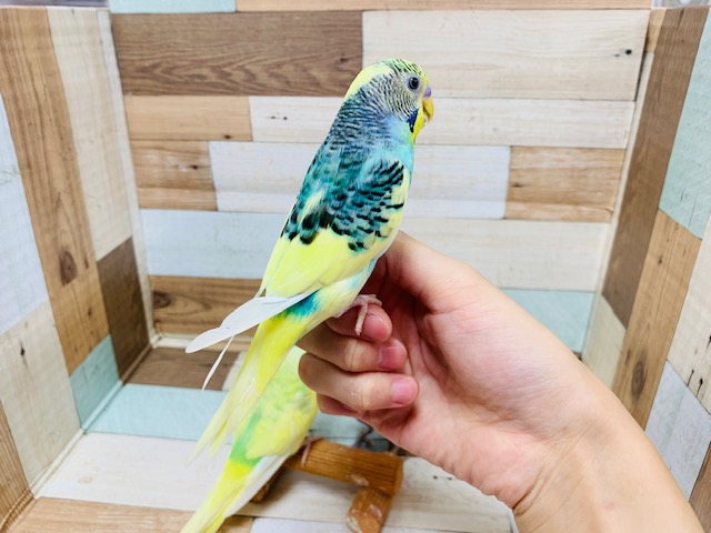 セキセイインコ