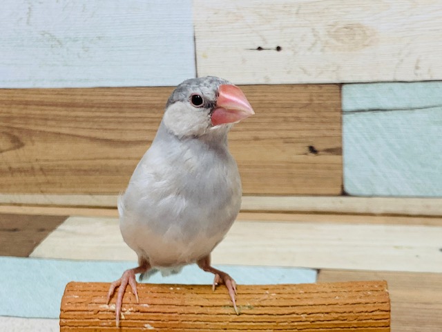 シルバー文鳥