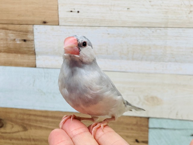 シルバー文鳥