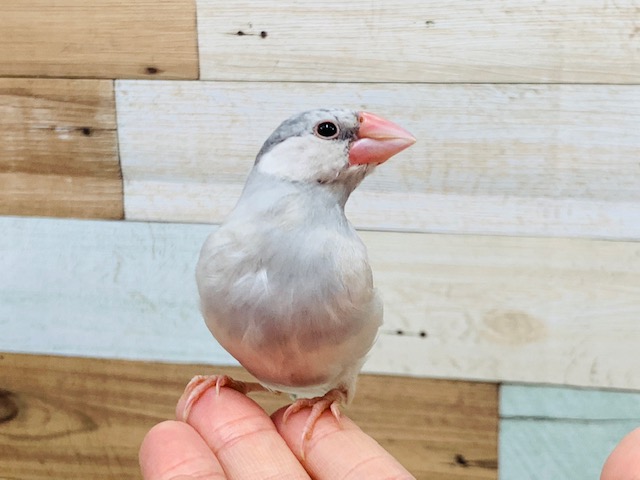 シルバー文鳥