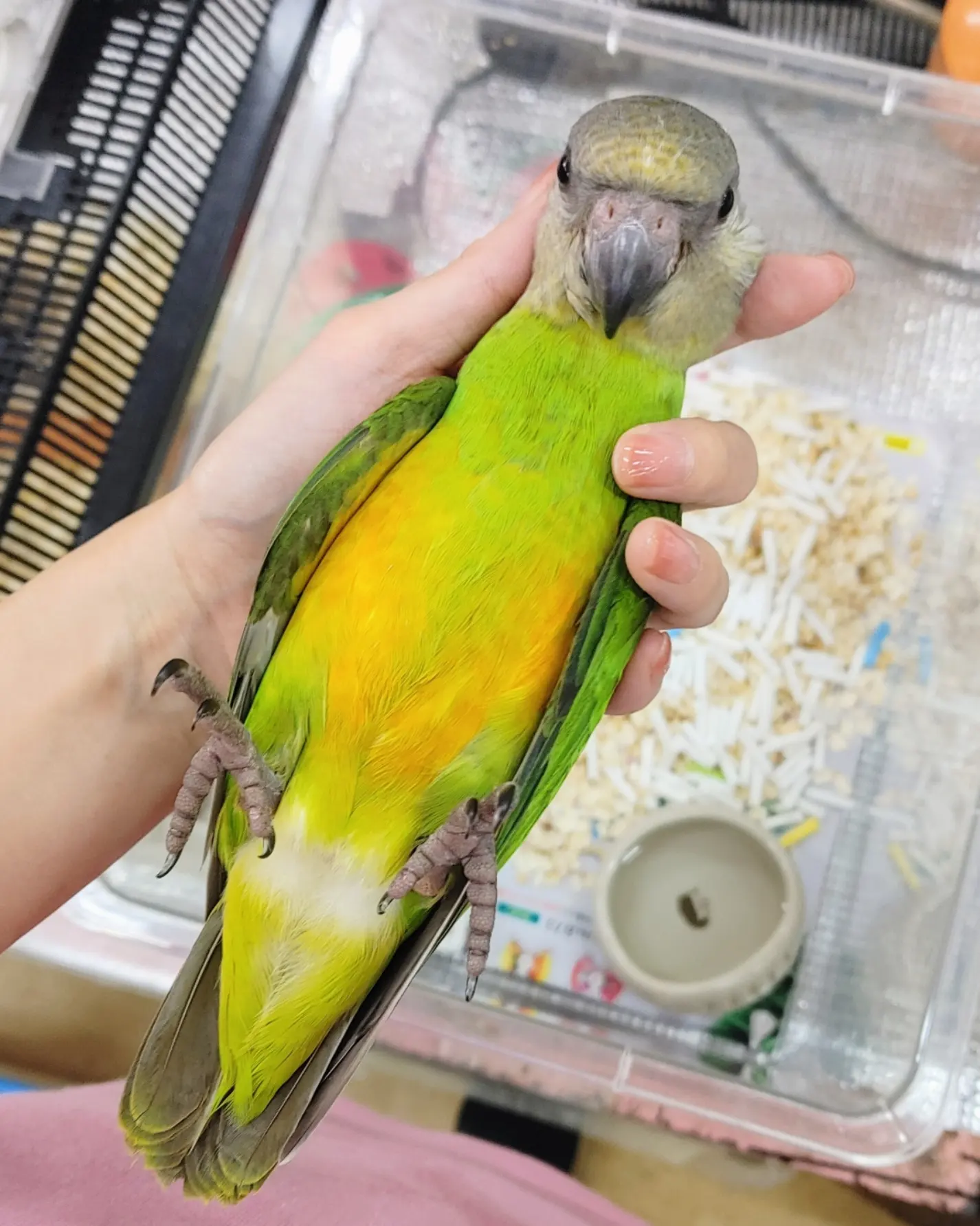 セネガルパロット