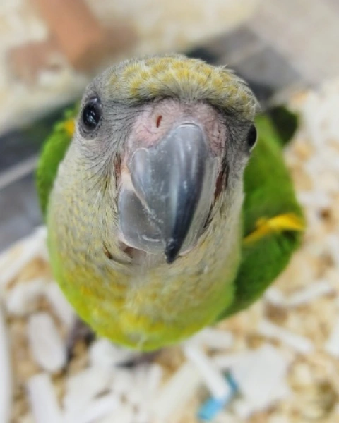 セネガルパロット