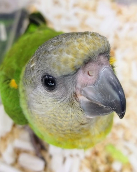 セネガルパロット