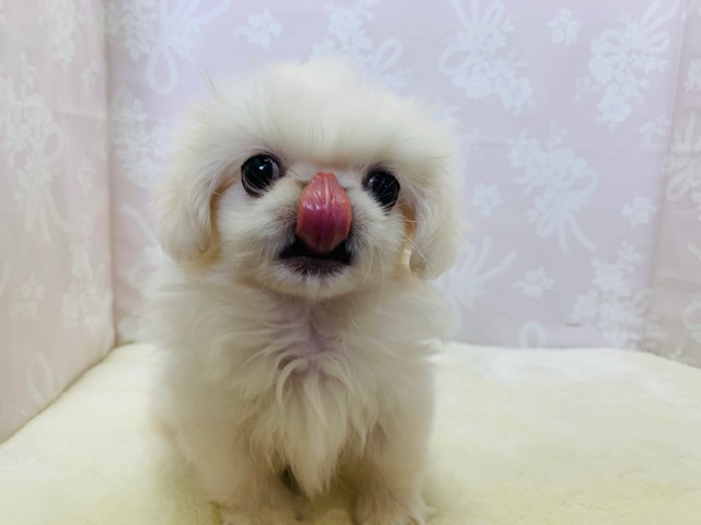 ぽやっとした表情にメロメロ♡ペキニーズちゃん♪ ペキニーズ