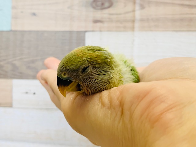 かまってちゃんが可愛すぎ♡コザクラインコ(オパーリン)さん☆ コザクラインコ(小桜インコ)