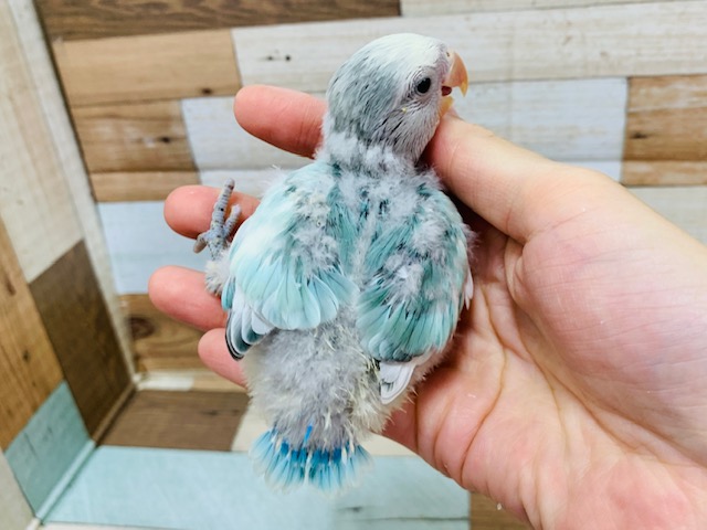 コザクラインコ（小桜インコ）