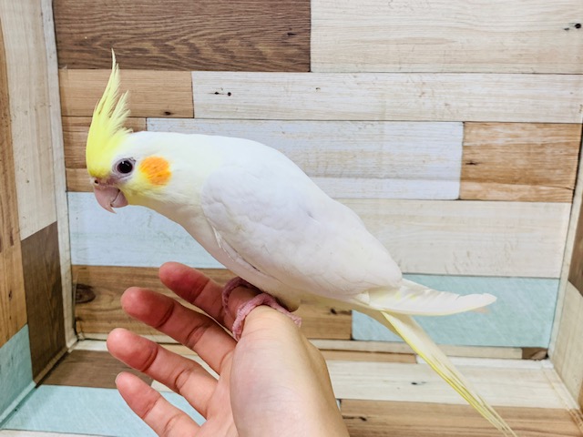 オカメインコ