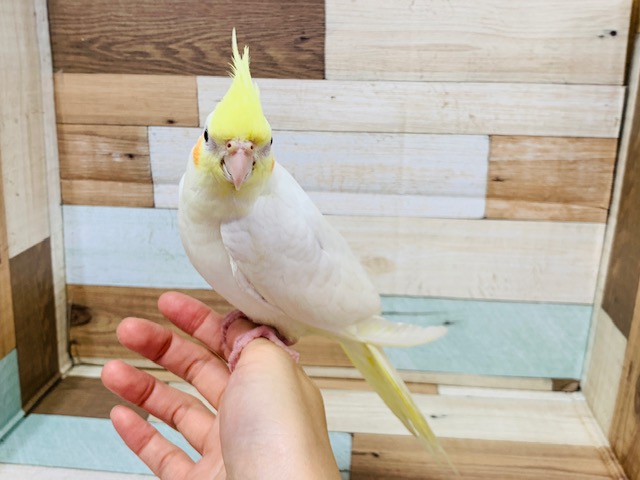 オカメインコ