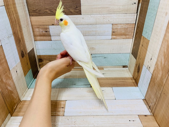 オカメインコ