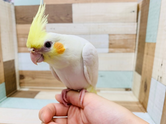 オカメインコ