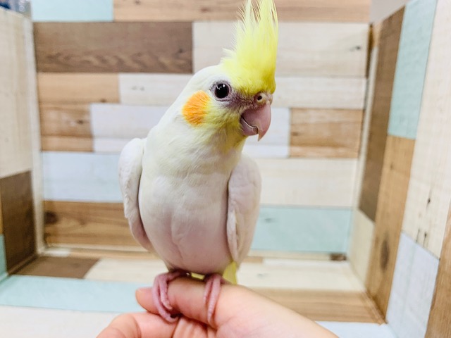 オカメインコ