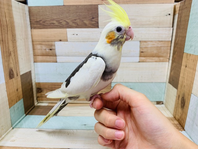 オカメインコ