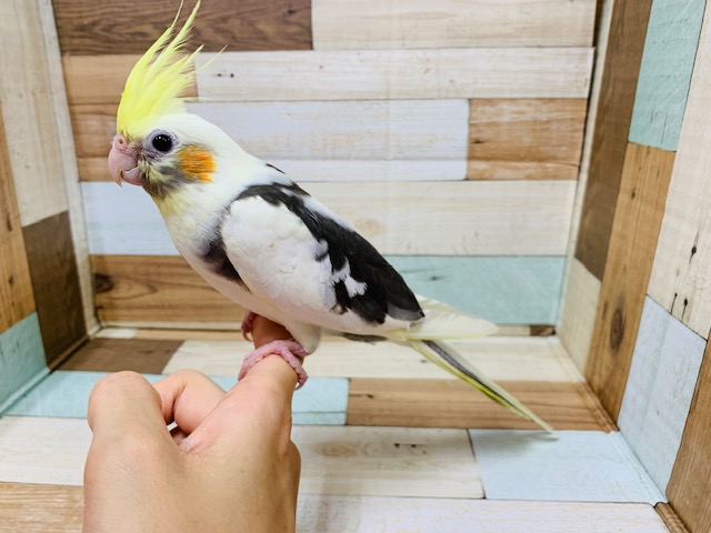 オカメインコ