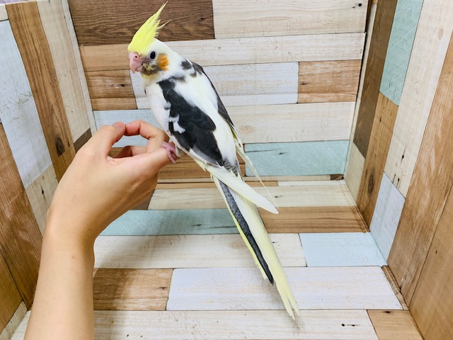 オカメインコ