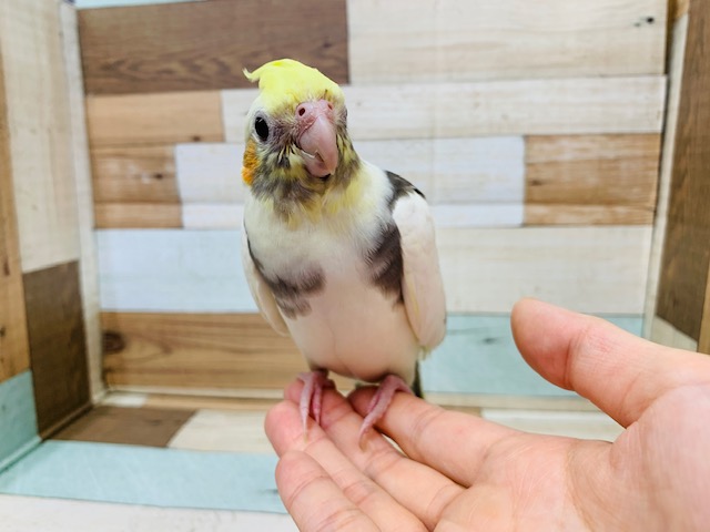 オカメインコ