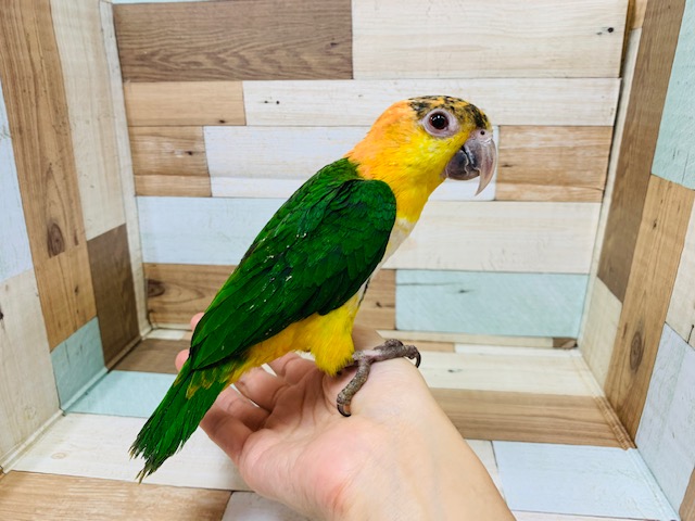 シロハラインコ