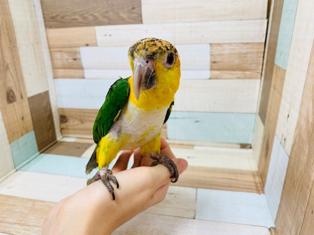 シロハラインコ