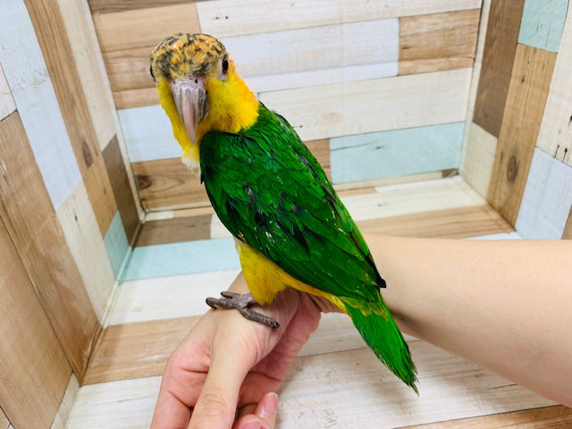 シロハラインコ