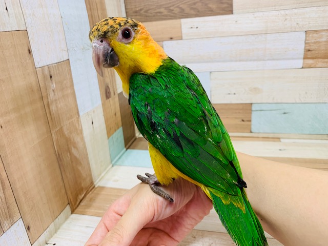 シロハラインコ