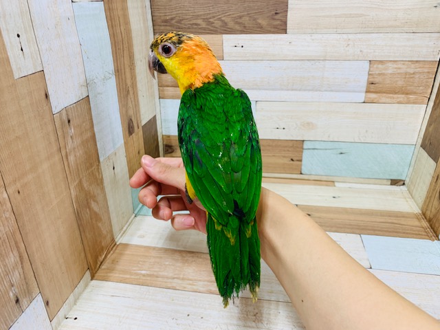 シロハラインコ
