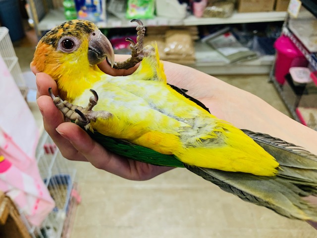 シロハラインコ