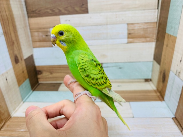 セキセイインコ